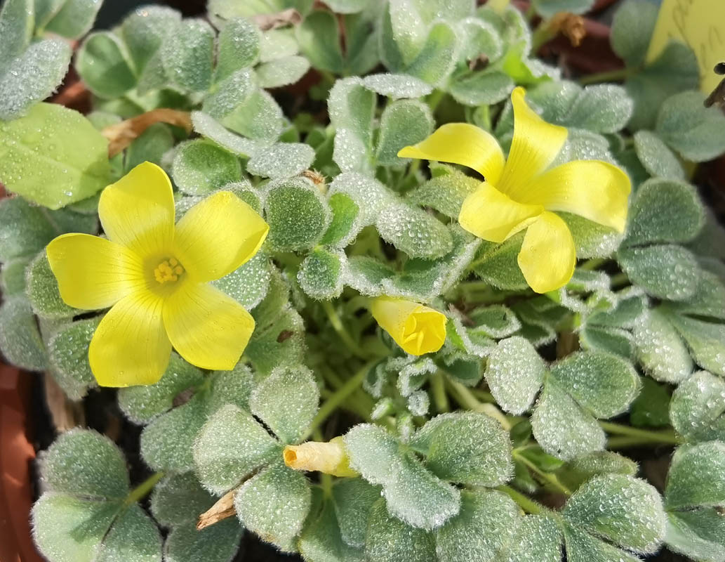 Oxalis purpurea 'Ken Aslett' photo